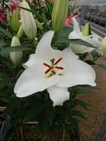 [4483 PO71 O 01 10000-500 No02.JPG]